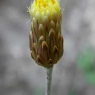 Foto della pianta